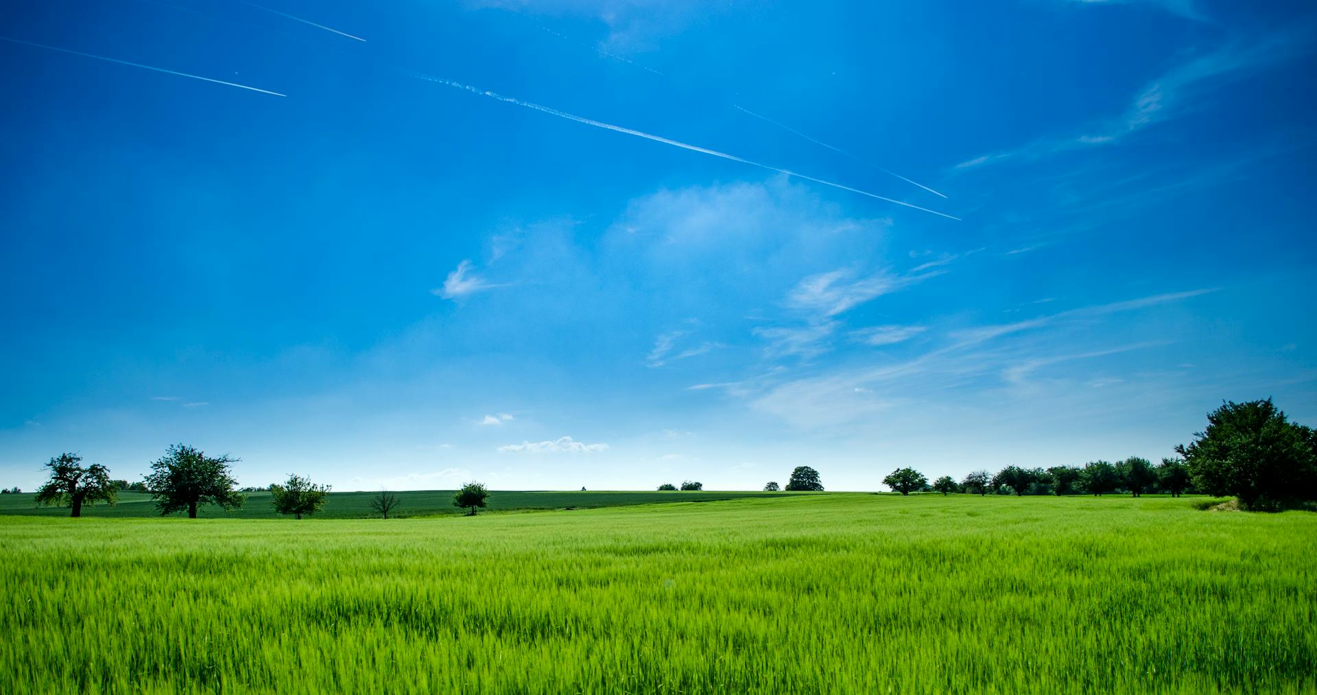 Rice-fields in Thai Binh, Hung Yen Province